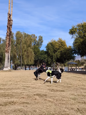 Lions Dog Park photo 1